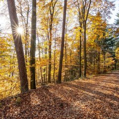 Sonniges Herbstwetter im Taunus
