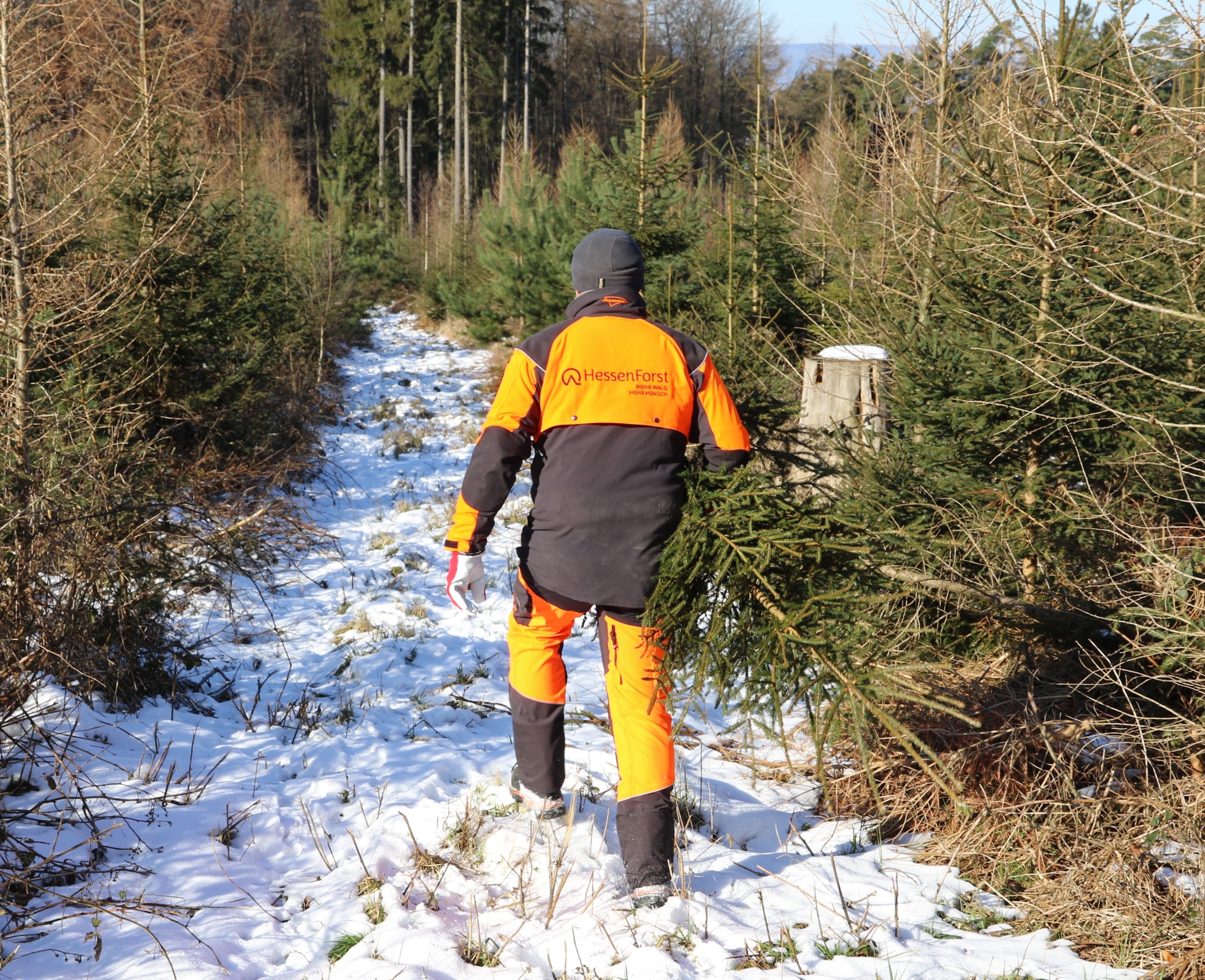 Mein Weihnachtsbaum frisch aus dem Wald vor Ort